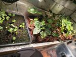 Alocasia 10 mixed random small plants