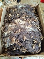 Pure Shetland Flecket raw Fleece 