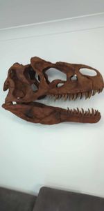 Allosourus Skull Fossil Full Size Model Kit