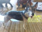 Vintage Slyvac Alsation Dog Figurine. Made In England. Unboxed.