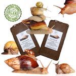 Giant African Land Snail Substrate, TWIN PACK Coco Coir 8-9L Block, Organic