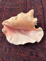GIANT 9" HORNED QUEENS HELMET CONCH SHELL WITH BEAUTIFUL PINK COLOURATION