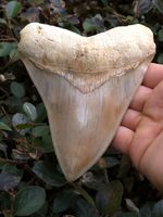 5.14 “ MEGALODON SHARK TOOTH Real Fossil  Indonesian - NO Restorations