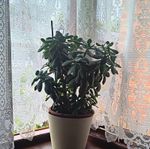 Money/Jade Plant Crassula Succulent, Green Evergreen Indoor Plant