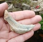 Fossil Cave Bear Rib Bone 'Ursus spelaeus' ~Ice Age ~ Romania 