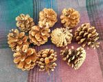 10 x Scented Pine Cones Wreaths Decoration Potpourri