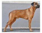 Rhodesian Ridgeback Dog 8x10 Photo On 8.5" x 11"