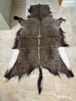 AFRICAN BLUE WILDEBEEST Hide Skin Rug Taxidermy Skulls Oddity Gothic Tattoo Art