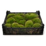 Live Bun Cushion Moss Tray for Terrariums Mossariums Full Fresh Moss Tray