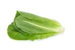 Lettuce Winter Density Seeds – 500 Seeds – Hardy Cos Lettuce – JustSeed