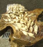 ChiselCraft 50 X Wooden Mice Wood Carvings Solid Mouse with grain FREE DELIVERY