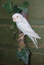 BLUE/WHITE BUDGIE Pet Aviary Exotic Bird  Vet Teaching Art Study Taxidermy