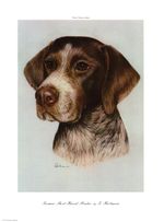 Lovely German Shorthaired Pointer Print Large Hartmann Illustration 5955p