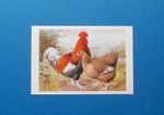 POULTRY    POSTCARD  -  NO. 5