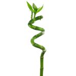 3 x Lucky Bamboo 40cm Spiral Stems For Indoor Plant Pot Garden Windowsill Bowl