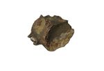 Cretaceous Hell Creek fossil dinosaur beds Lepisosteus gar fish vertebra #3