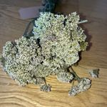 Dried Field Yarrow (Achillea ) Stems - Bunches of 24 Stems (Lots available)