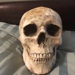 Vintage Mid Century Chalkware  Heavy Plaster Human Skull very good item, 