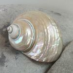 Pearl Polished Jade Turbo Seashell | Mother of Pearl Shells