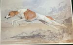 Whippet running 11 x 17 color print  by martha van loan signed and numbered