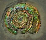 Rainbow-coloured iridescent Caloceras display ammonite fossil 52mm