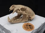 Life Size Badger Skull Replica – Realistic 3D Printed Bone Model Display