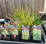 Pond Plants Marginal X1 Plant Bare Root SELECTED BY SELLER