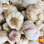 Fresh Spanish Morado Purple Garlic XL Bulbs - Gourmet Fresh Ingredient