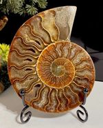 10.5cm Beautiful Ammonite Madagascan Crystal Fossil From Lower Jurassic Period