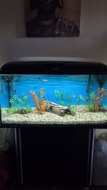 Aquarium 200 litre with black Cabinet, Fluval Lights & Filter