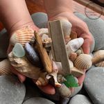 Sea Treasure Craft Pack - over 100 Pieces - Shells - Driftwood - sea-glass - Art