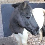 Stable Wall Mat EVA 6x4ft 10mm Horsebox Trailer Equine Pony Protective Lining