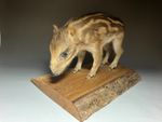 stuffed animals of Japan Wild boar (Sus scrofa) child, baby taxidermy 瓜坊!