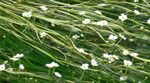 Ranunculus aquatilis - 1 - 50 Bunch / Oxygenating Pond Water Plants - OX022