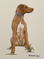 Rhodesian Ridgeback Original Watercolor Painting By Sandra Coen Sitting