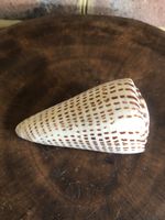 Leopard Cone Seashell Conus Leopardus Extra Large 8.5cm Sea Shell