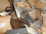 Taxidermy Black Wildebeest