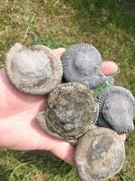5 X PREPARE YOUR OWN AMMONITE NODULES FOSSILS YORKSHIRE JURASSIC DACTYLIOCERAS