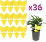 36PCS Fruit Fly Sticky Traps Insects Bugs Catcher Waterproof Gnat Killer