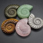 Ammonite, Fossil Carved Pendants, 1 Count ,5cm, 5 Options, for Jewellery making