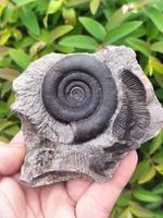 TOP QUALITY DACTYLIOCERAS TENUICOSTATUM AMMONITE WHITBY YORKSHIRE UK FOSSIL