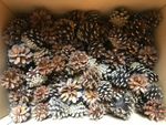 100+ Natural Quality Pine Cones, Christmas, decorations, Fast Dispatch .
