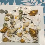 Mixed Natural Unpolished Seashell Lot incl Oyster Shells & Gold Painted Shells