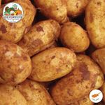 Fresh Cyprus Spunta Potatoes - Peak Season Harvest - Red Clay Soil Potatoes