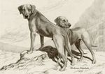 RHODESIAN RIDGEBACK DOG GREETING CARD TWO BEAUTIFUL STANDING DOGS NOTE CARD