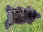 Nice New Real Rare Breed Sheepskin/Hide/Rug - Taxidermy A Grade Skin 100cm