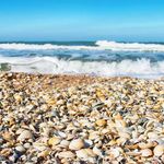 1to30kg Cockle Sea Shell Mulch Chippings Pathway Deter Weed Plants Garden Border