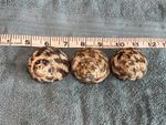 Hermit Crab Magpie Turbo Snail Shells Aquarium Decoration Crafting Decor