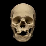 Human Skull Replica Life Size Medical Oddities Natural History Skull Model