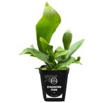 Staghorn Fern